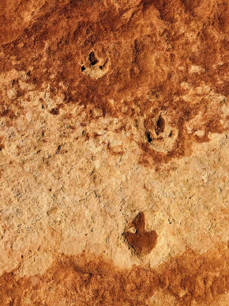 the wave dinosaur prints.